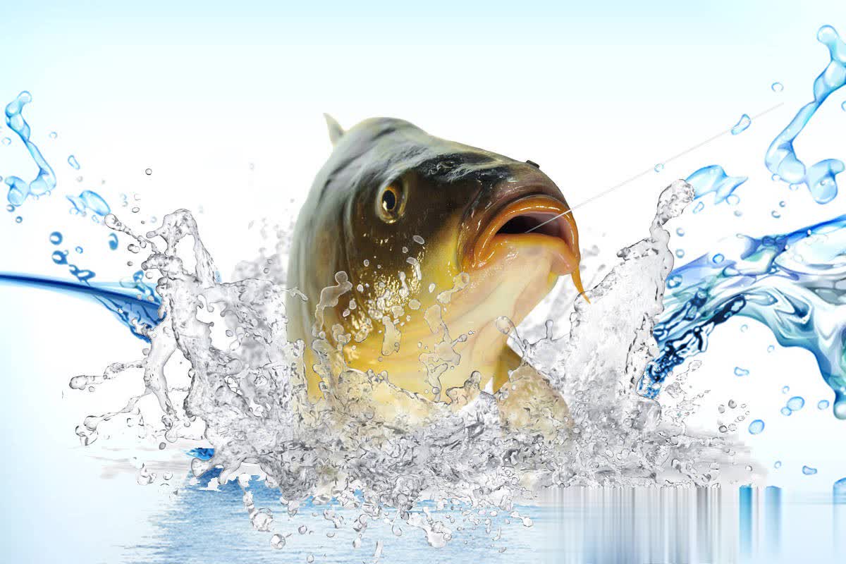 就会变得焦, 息素, 大概率是窝 就会变得焦, 息素, 大概率是窝