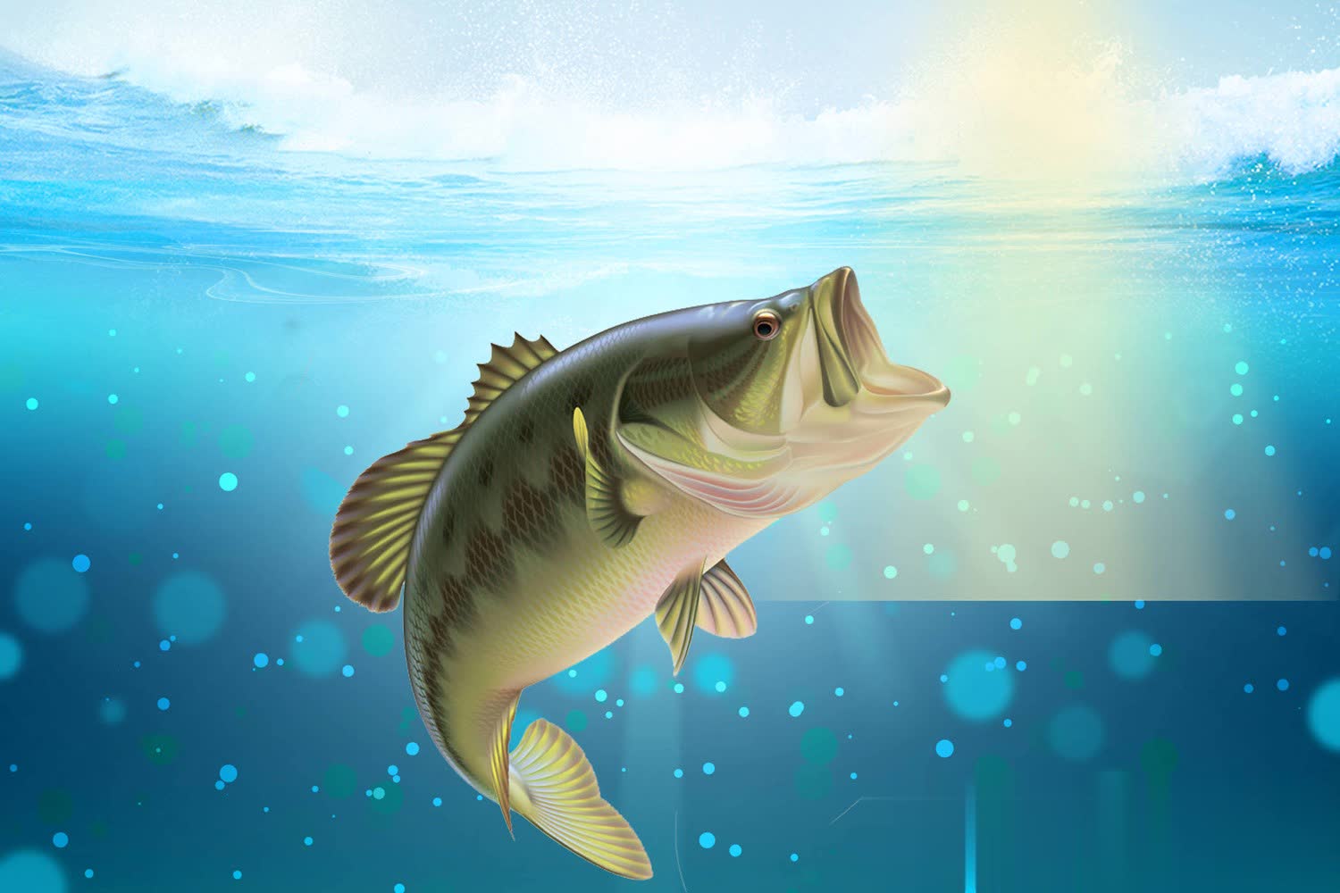 在黑坑钓鲤 在黑坑钓鲤